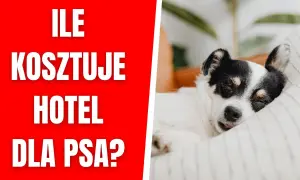 Ile kosztuje psi hotel? Ceny, które mogą Cię zaskoczyć