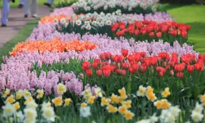 Keukenhof kiedy najlepiej jechać, aby zobaczyć tulipany w pełnym rozkwicie