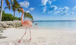 Najlepsze atrakcje na Aruba, które musisz zobaczyć podczas wizyty
