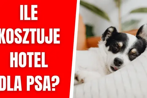 Ile kosztuje psi hotel? Ceny, które mogą Cię zaskoczyć