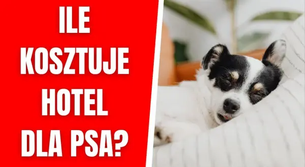 Ile kosztuje psi hotel? Ceny, które mogą Cię zaskoczyć