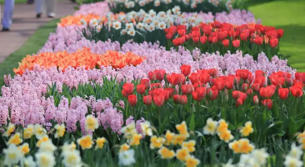 Keukenhof kiedy najlepiej jechać, aby zobaczyć tulipany w pełnym rozkwicie