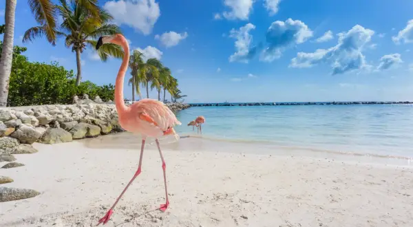Najlepsze atrakcje na Aruba, które musisz zobaczyć podczas wizyty