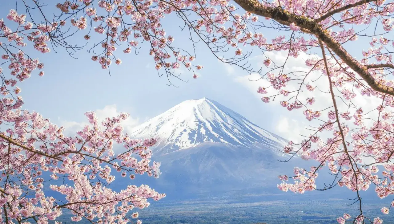 Majestatyczny Fuji otoczony kwitnącą wiśnią. Idealny czas, kiedy jechać do Japonii, by zobaczyć ten widok.