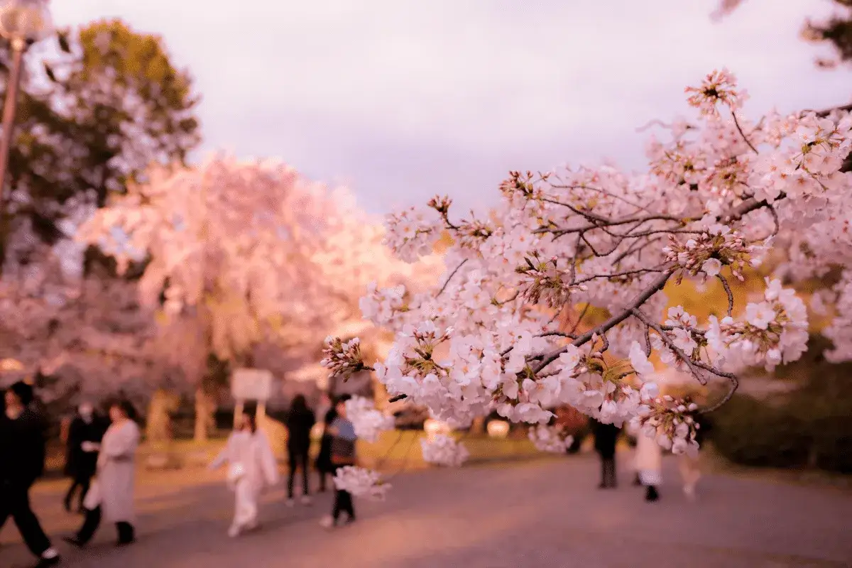 Kwiaty wiśni w pełni rozkwitu, ludzie spacerują. Idealny czas, kiedy jechać do Japonii, by podziwiać hanami.
