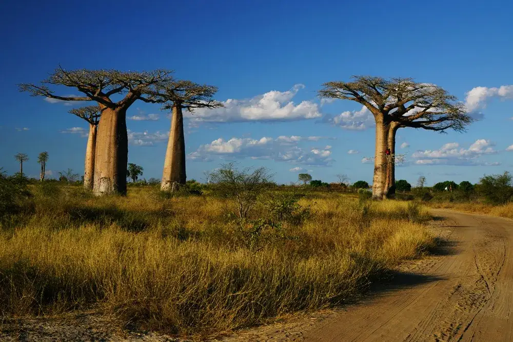 Zdjęcie Madagaskar kiedy jechać - najlepszy czas na niezapomniane przygody